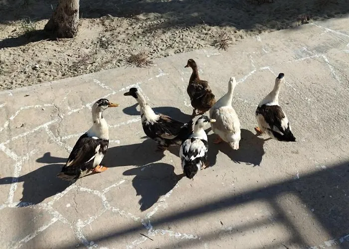 Aegean Dream House Feriehus *